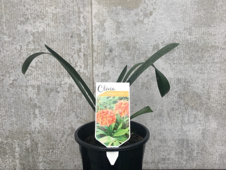 Assorted Clivia miniata 17cm WRNS Online Hot Sale