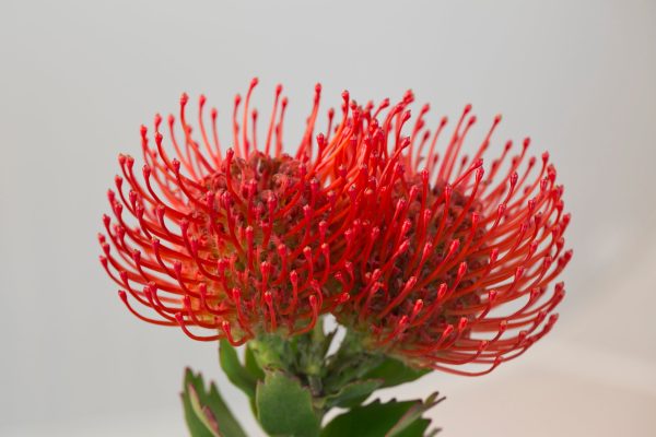 Leucospermum sp. 140mm Online now