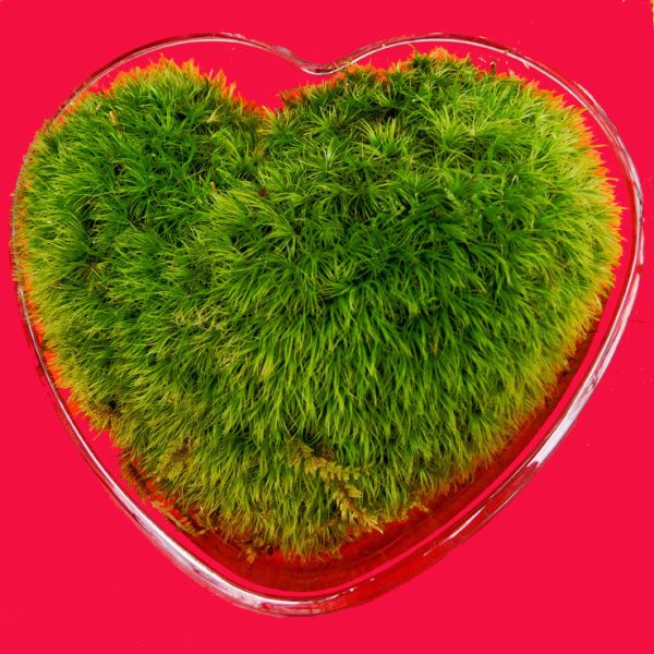 Valentine s Day Dicranum Heart -- Back in Stock Just in Time! Cheap