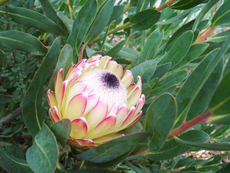 Assorted Protea sp. 180mm For Discount