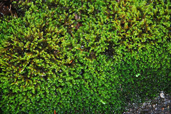 Hedwigia ciliata Tray -- Shade or Sun --                     Rock Walls, Gravel Paths, Patios, Roofs, Rock Gardens. Waterfalls on Sale