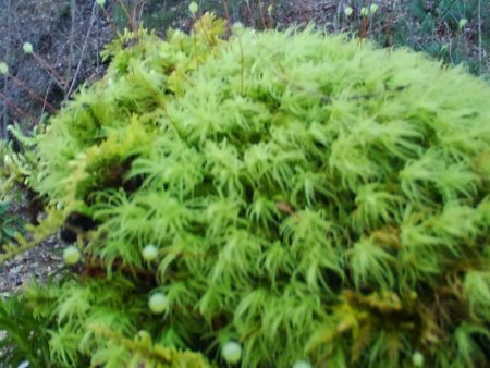 Bartramia pomiformis Tray -- Shade For Cheap