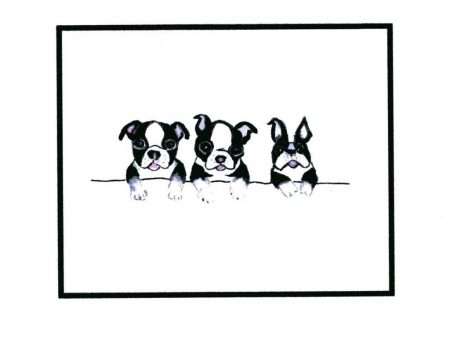 Boston Terriers Sale