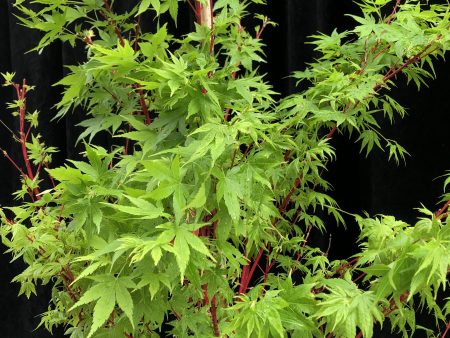 Ass. Acer palmatum var. 33cm FN For Cheap