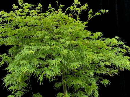 Acer palmatum disectum  Sekimori  weeping 40cm KPTF Fashion