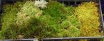 Custom Moss Sampler Tray Cheap