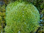 Leucobryum Tray -- Shade or Sun --           Lawns, Focal Features, Paths, Rock Gardens Hot on Sale