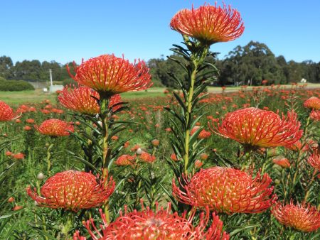 Leucospermum sp. 250mm Fashion