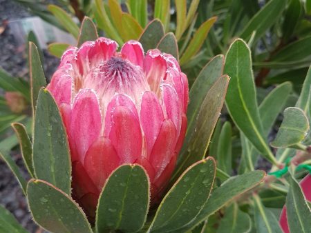 Assorted Protea sp. 140mm Online now