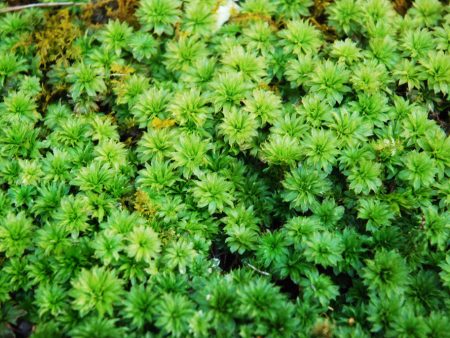 Rhodobryum ontariense MIX Tray -- Shade -- Exclusive! Waterfalls, Focal Features For Sale