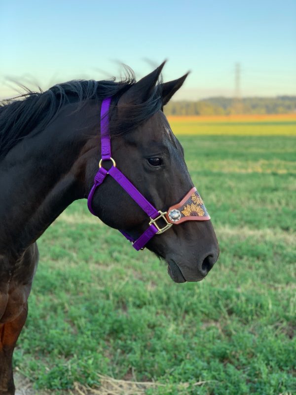 Custom Leather Bronc Halter For Sale