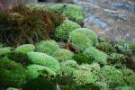 Leucobryum Tray -- Shade or Sun --           Lawns, Focal Features, Paths, Rock Gardens Hot on Sale