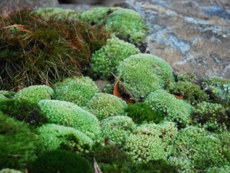 Leucobryum Tray -- Shade or Sun --           Lawns, Focal Features, Paths, Rock Gardens Hot on Sale