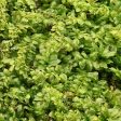 Plagiomnium MIX Tray -- Shade Partial Shade -- Lawns, Paths, Patios, Rock Gardens, Waterfalls Online now