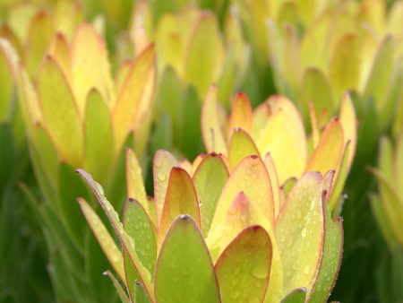 Assorted Leucadendron sp. 140mm Discount