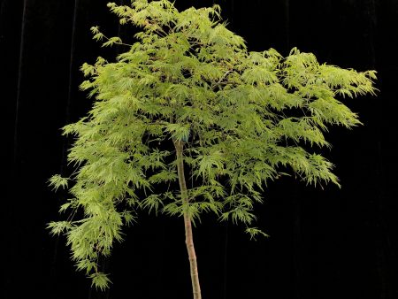 Acer palmatum Dissectum  Viridis  40cm (standard) WRNS Online