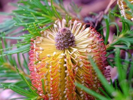 Assorted Banksia sp. 140mm Online Sale