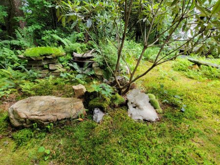 DIY Moss Landscaping Advice - ZOOM Consultation on Sale