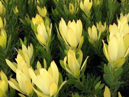 Assorted Leucadendron sp. 180mm Cheap