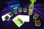 Bryophyte ID Kit Online Hot Sale