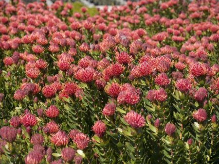 Leucospermum sp. 140mm Online now