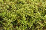 Hylocomium brevirostre Tray -- Shade Part Sun   Lawns, Paths, Rock Gardens, Features, Waterfalls For Cheap