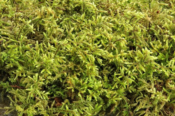 Hylocomium brevirostre Tray -- Shade Part Sun   Lawns, Paths, Rock Gardens, Features, Waterfalls For Cheap