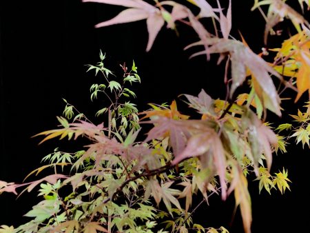 Ass. Acer palmatum 150ltr FN For Discount