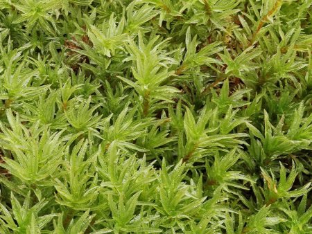 Atrichum undulatum MIX Tray -- Shade Partial Sun -- Out of Stock -- Check Back Later Online Hot Sale