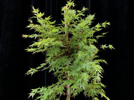 Acer palmatum  Senkaki  25cm WRNS Online now