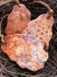 Natural Gemstone Fossil Coral Free Form Shape Pendant 41x59mm Beautiful Burnt Orange Color Loose Bead Loose Pendant Great Quality Gemstone!! Cheap