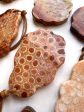 Natural Gemstone Fossil Coral Free Form Shape Pendant 41x59mm Beautiful Burnt Orange Color Loose Bead Loose Pendant Great Quality Gemstone!! Cheap